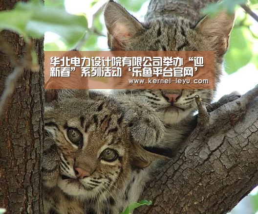 乐鱼官网